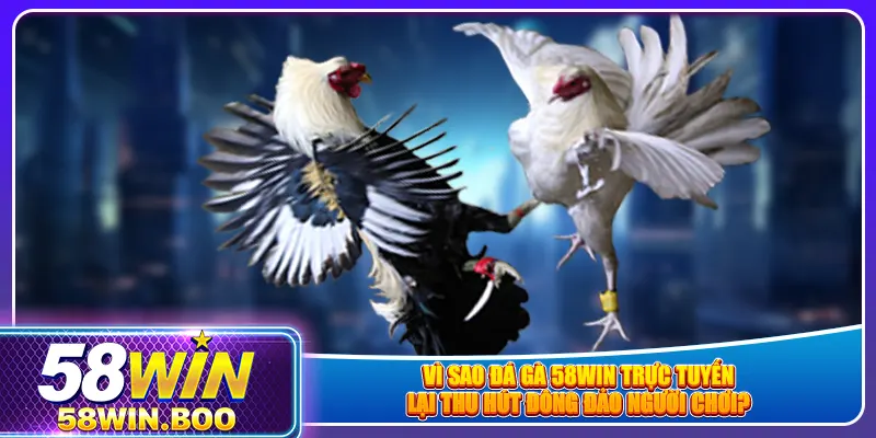 Vì sao đá gà 58win trực tuyến lại thu hút đông đảo người chơi?